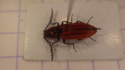 Anostirus purpureus